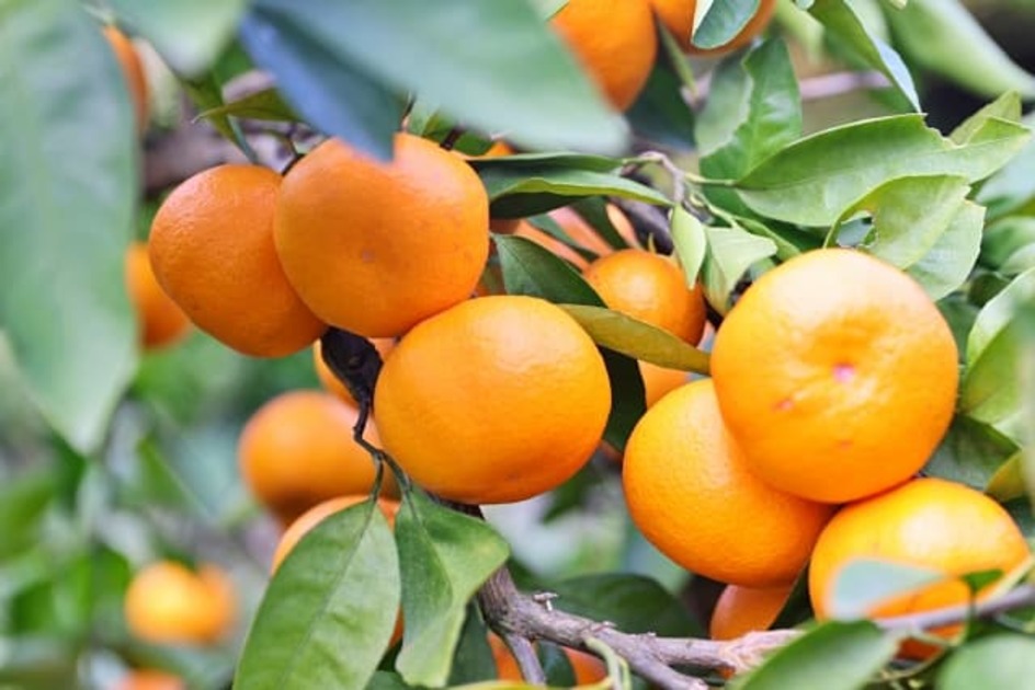 【農家になりたい人必見】日本で最も作られている果樹から見る果樹農業の魅力【5選】