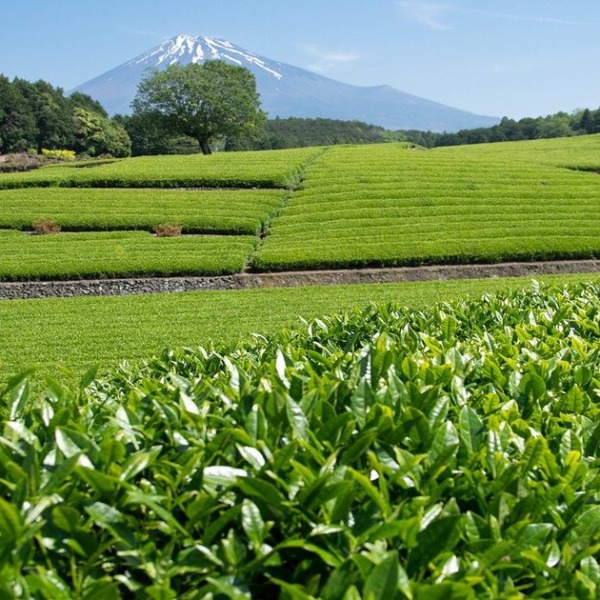 日本の伝統と未来を繋ぐ～日本の風土に根ざした農業の可能性～