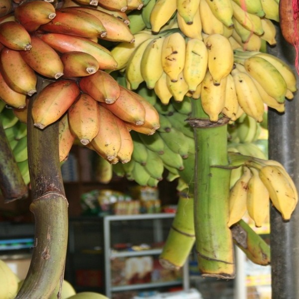 バナナの品種を徹底比較！おすすめの品種は？