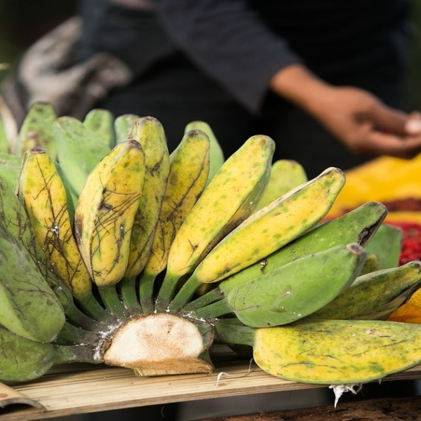 バナナの収穫時期と方法